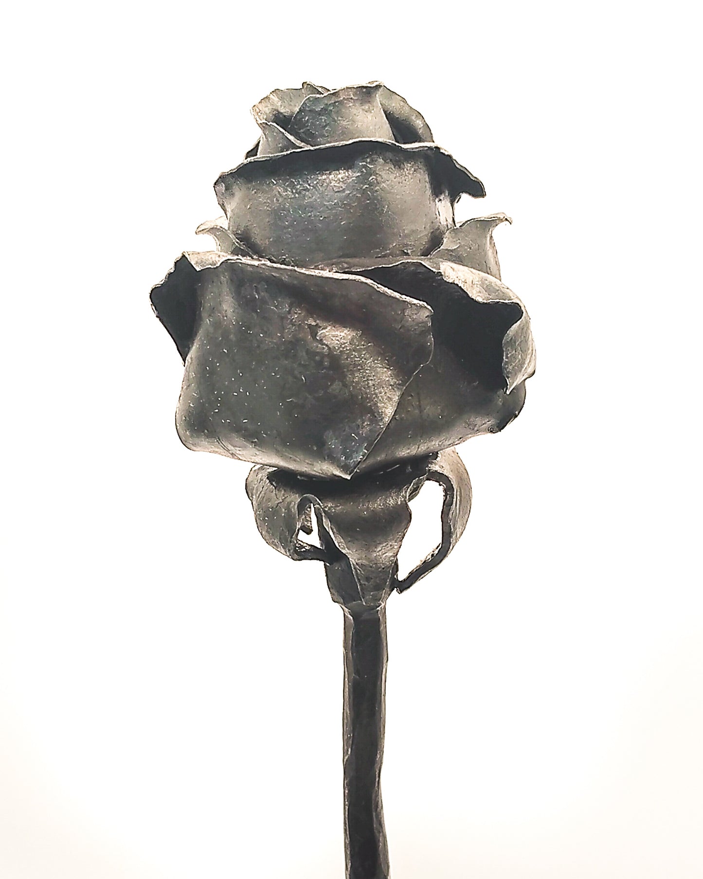 Rosa autoportante INFINITO - Collezione ROSE