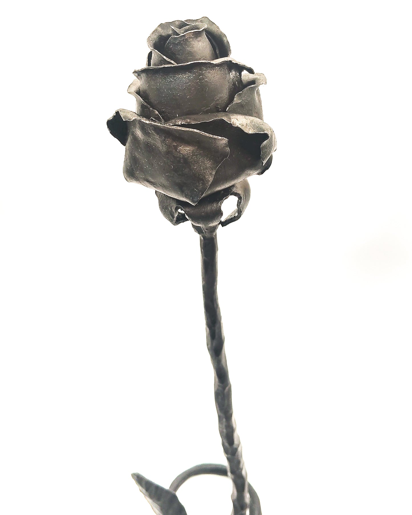 Rosa autoportante INFINITO - Collezione ROSE