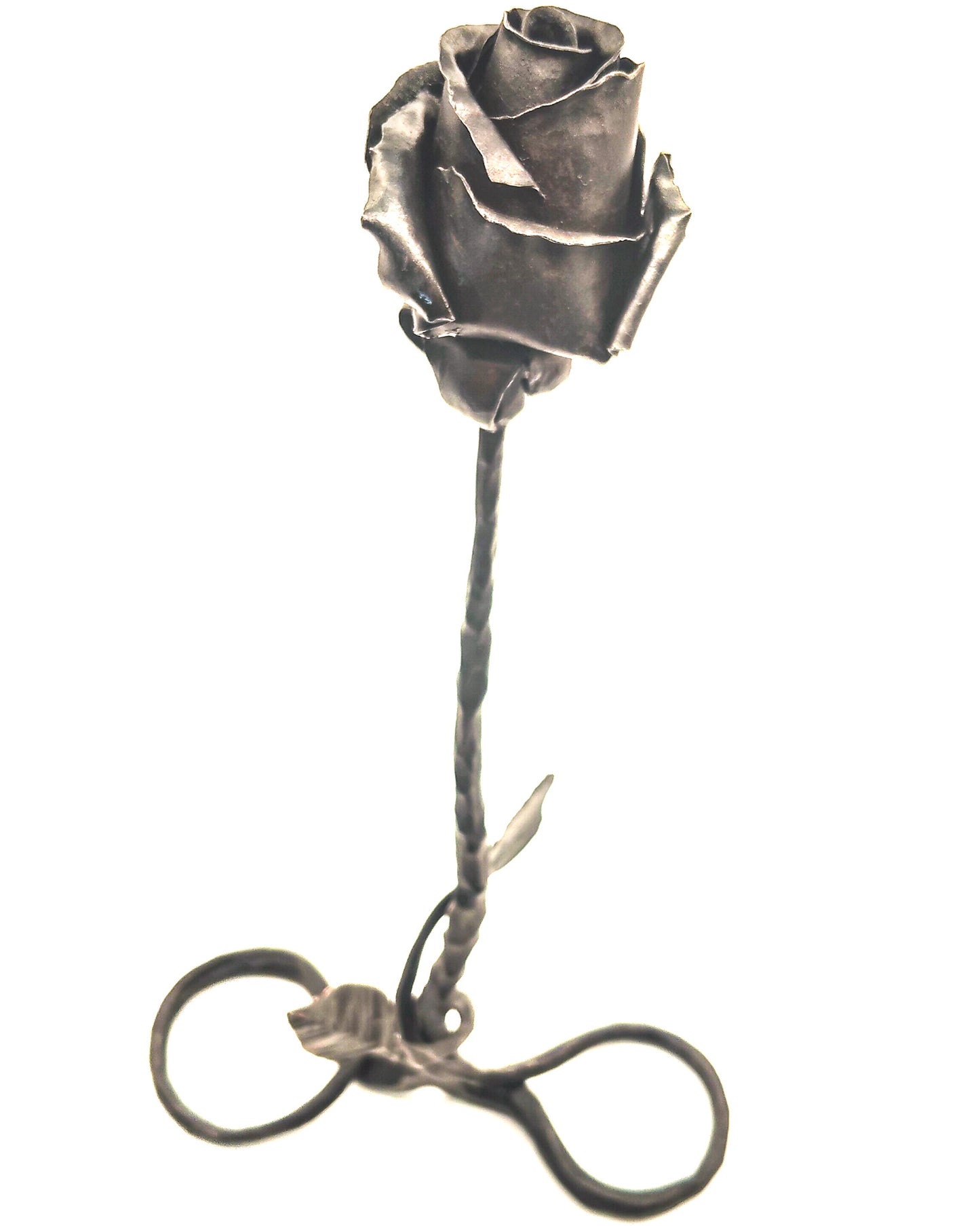 Rosa autoportante INFINITO - Collezione ROSE
